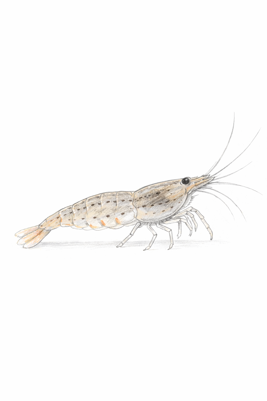 Amano