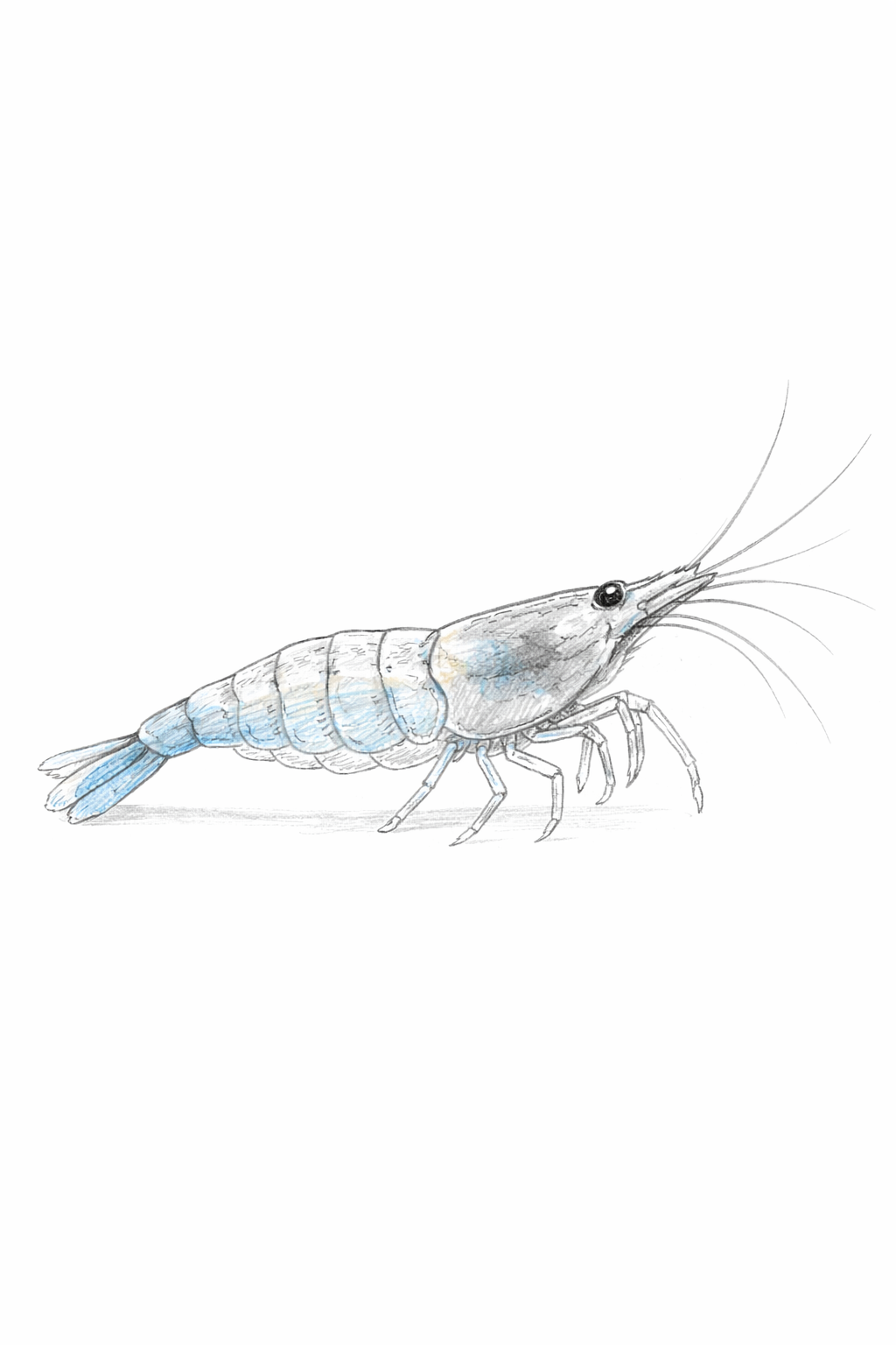 Caridina