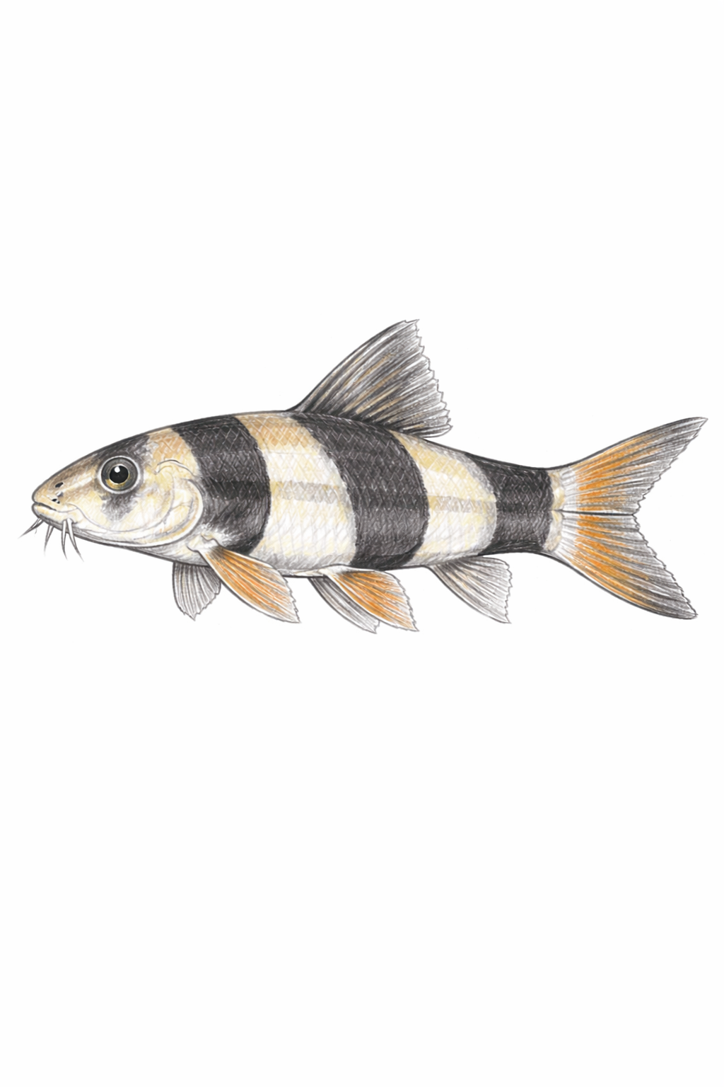 Clown Loach