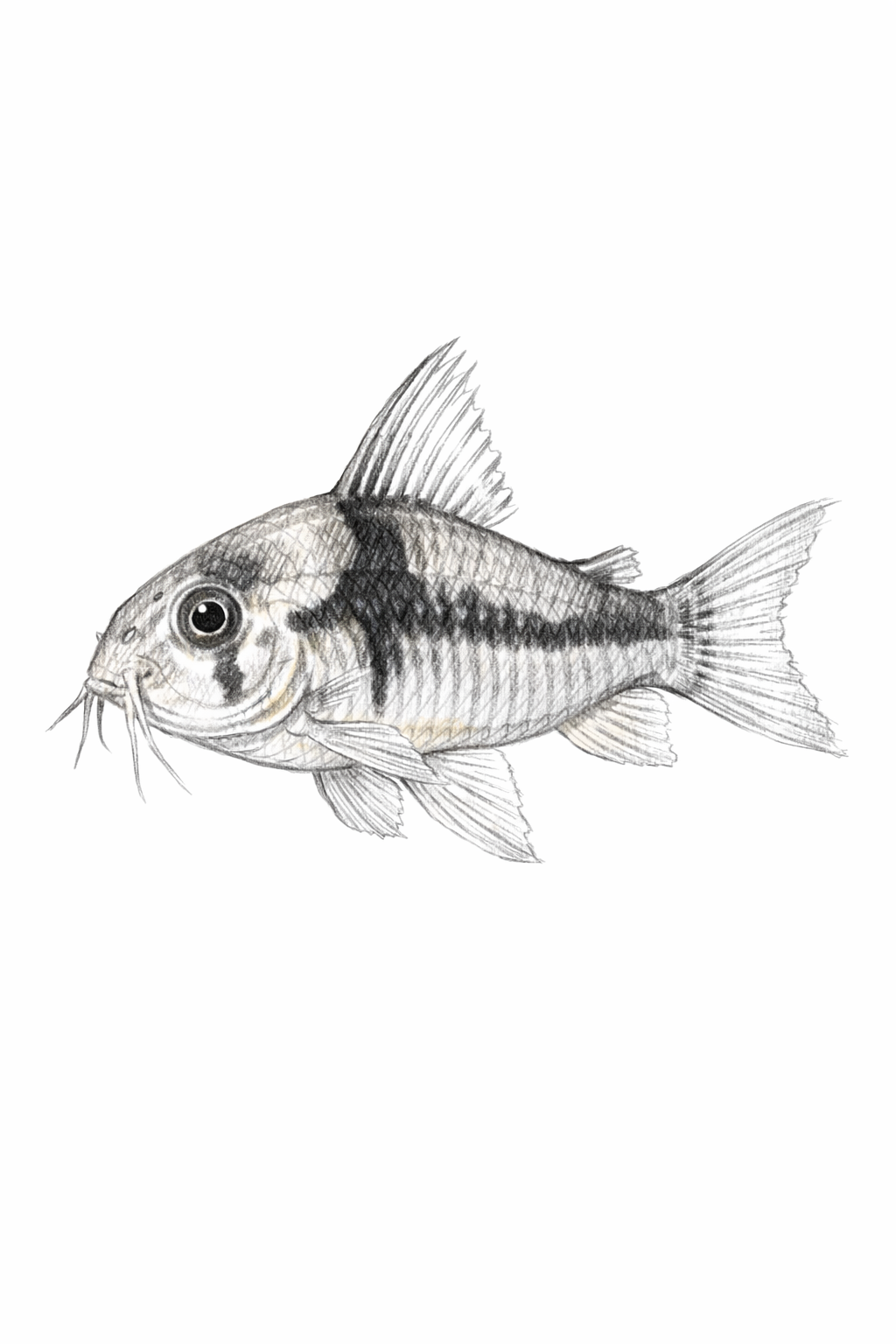 Corydoras