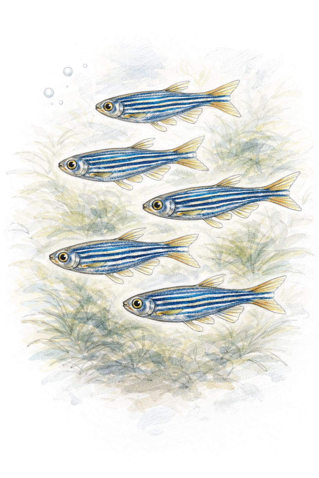 Danios