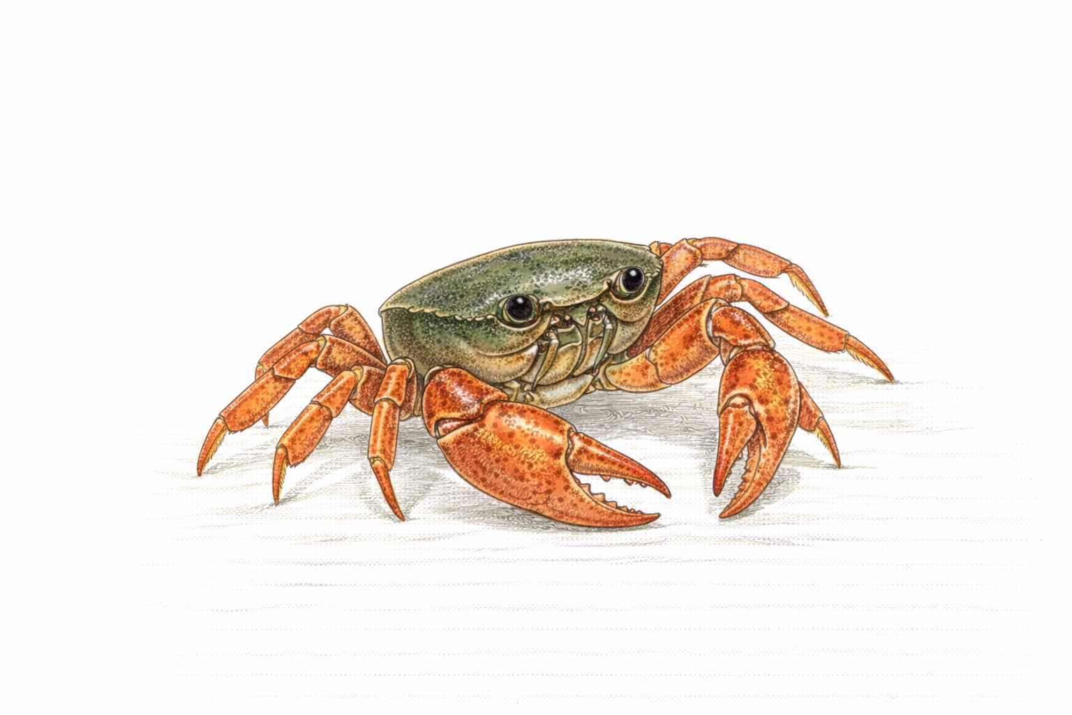 Freshwater Crabs