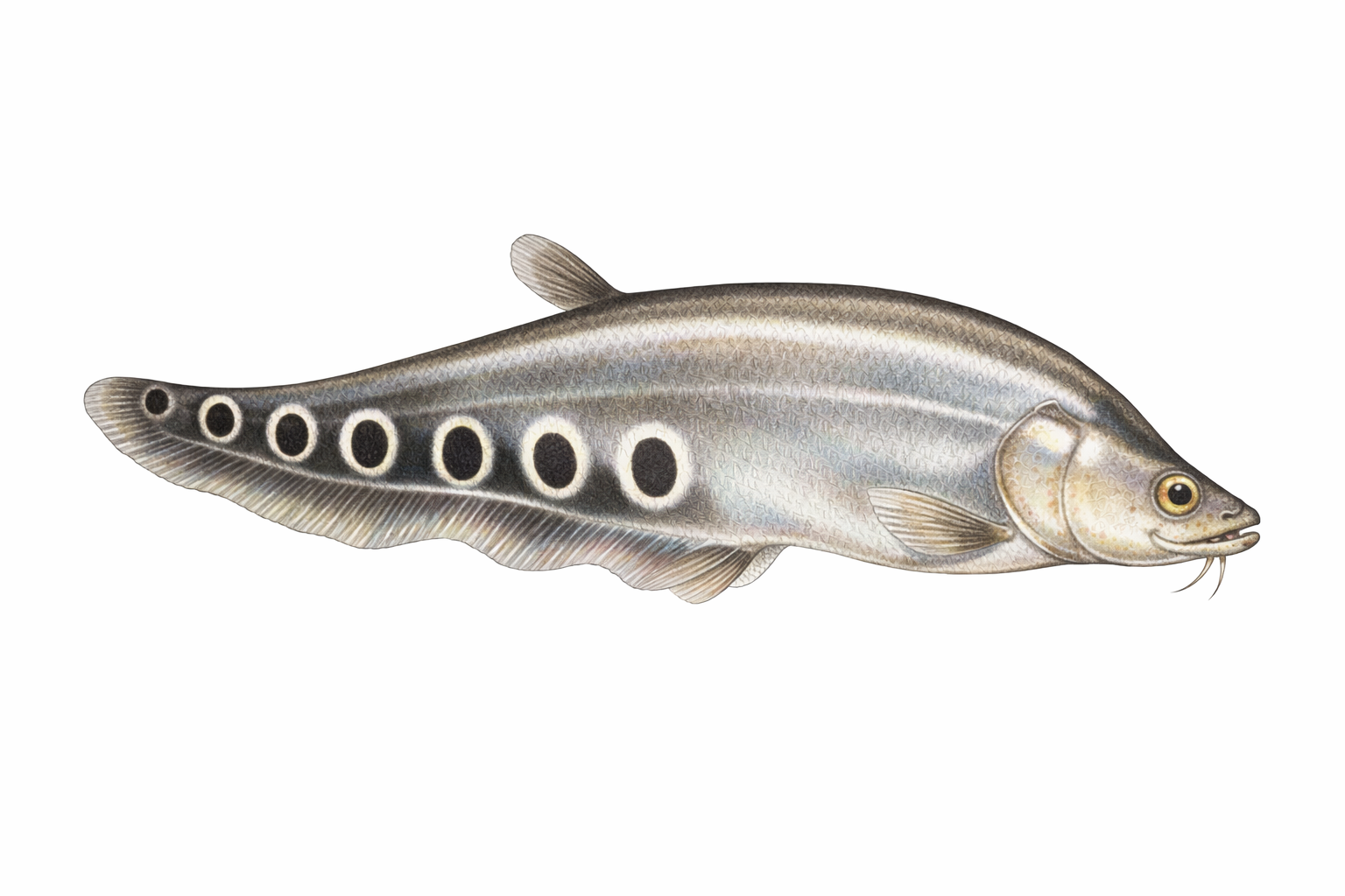 Knifefish