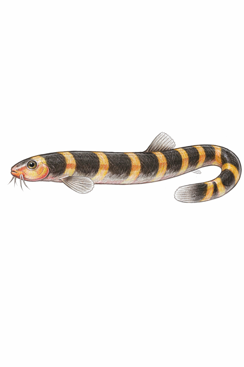 Kuhli Loach