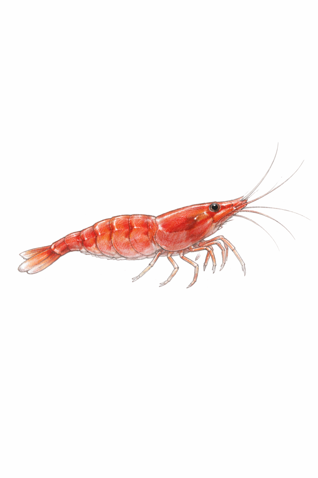 Neocaridina
