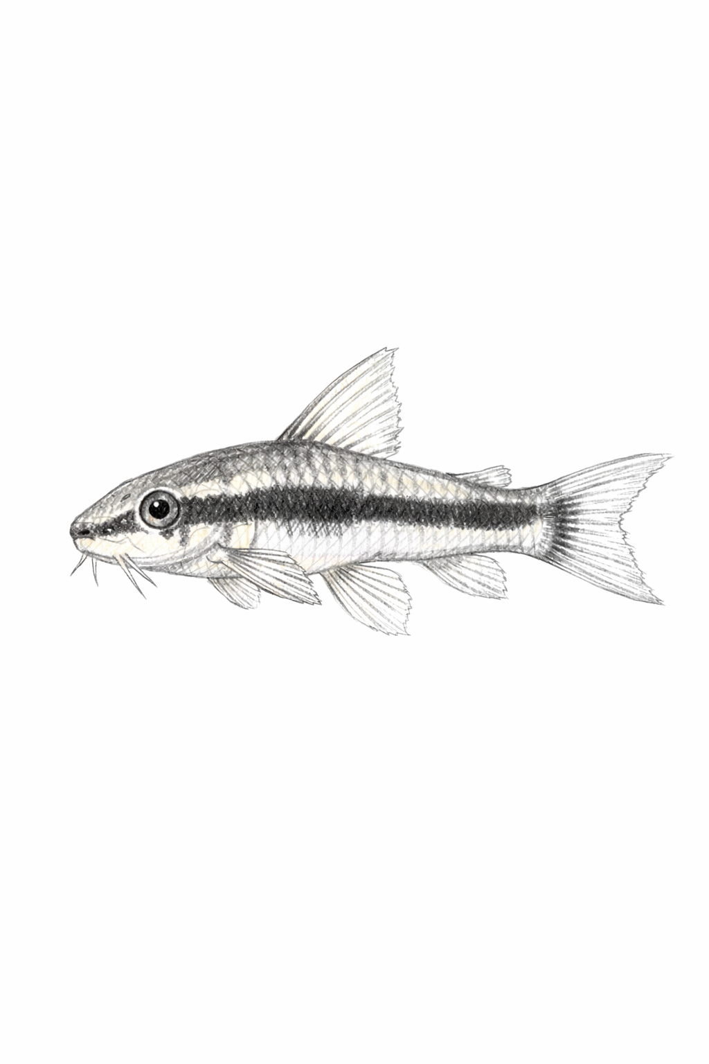 Otocinclus